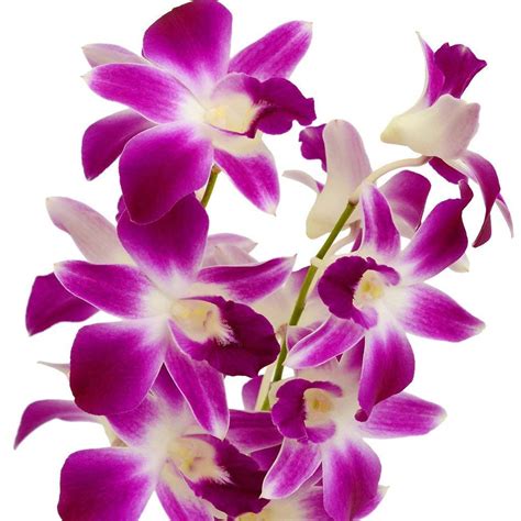 Dendrobium Orchid Plant