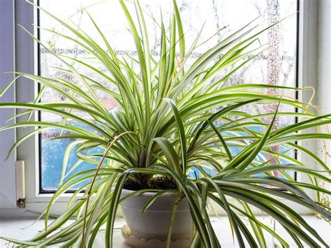 Top 6 Amazing Spider Plant Varieties and Types You Can Grow - Store