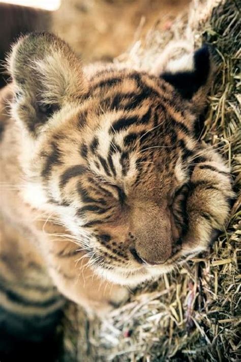 sleeping baby tiger | Große katzen, Katzen, Tiere