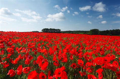 Peace or Freedom: In Flanders Fields the poppies grow....