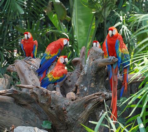 Parrot Facts: Habits, Habitat & Species | Live Science