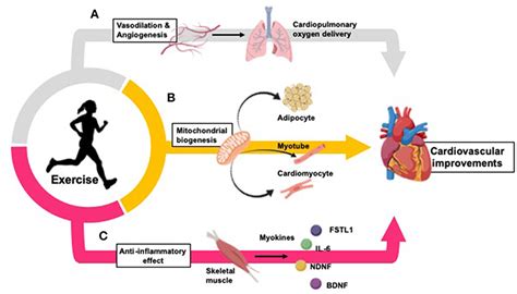 cardiorespiratory endurance