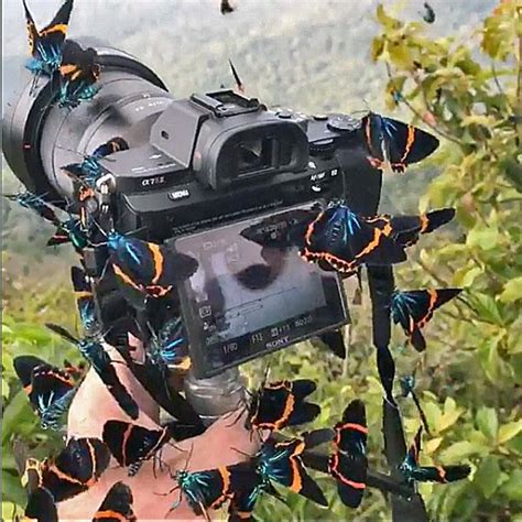 Beautiful Butterflies Swarm Photographer’s Camera in Stunning Scene ...