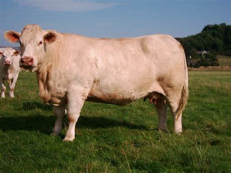 Charolais cattle | PetMapz