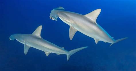 Hammerhead Shark Behavior - AnimalBehaviorCorner