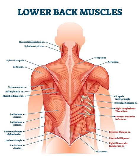 Lower Back Muscle Anatomy and Low Back Pain (2022)