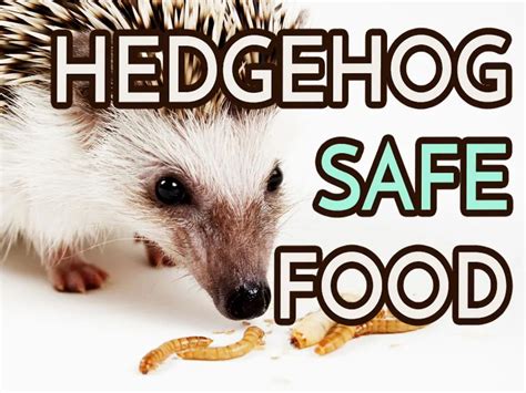 Hedgehog Safe Food Ideas - Heavenly Hedgies