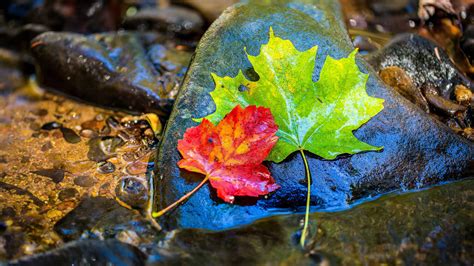 Download 32K Ultra HD Nature Green And Red Maple Leaves Wallpaper ...