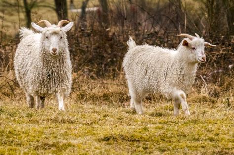 Breed Profile: Angora Goats - Goat Journal