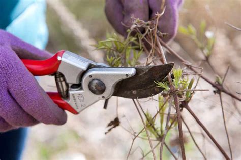 How To Winter-Prune Clematis - BBC Gardeners World Magazine