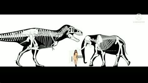 African bush elephant and Tyrannosaurus rex size comparison - YouTube