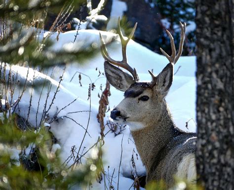 ND Hunting Seasons Closing, Don't Harass Wildlife | News Dakota