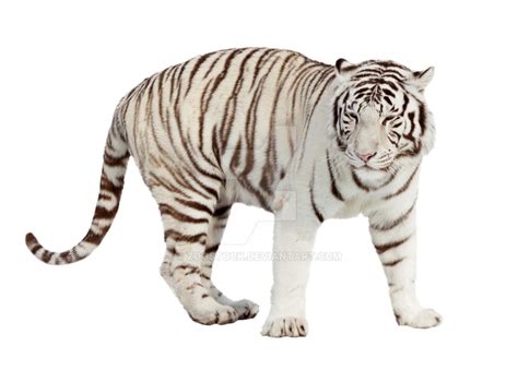 White tiger on a transparent background by ZOOSTOCK on DeviantArt