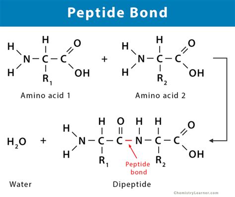 Formation of Dipeptide Bond