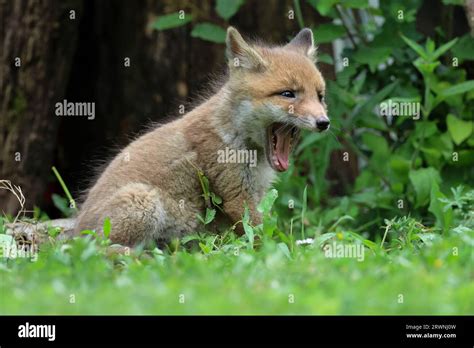 Red fox cubs Stock Photo - Alamy