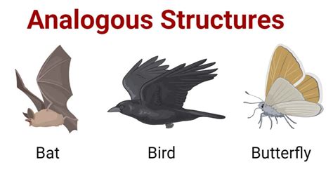 Analogous Structures: Definition, 4 Examples, Significances