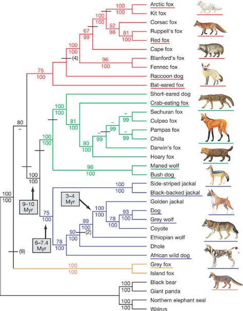 Phylogeny of canid species.The phylogenetic tree is based on 15 kb of ...