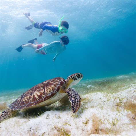 San Pedro Belize Snorkeling Tours | Hol Chan Marine & Shark Ray Alley