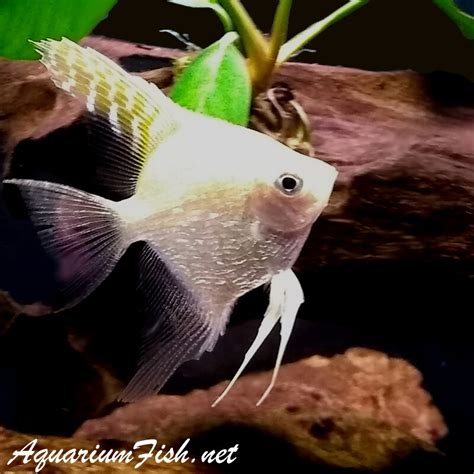 Premium Gold Pearlscale Angelfish