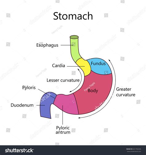 Vektor Stok Anatomy Human Stomach Internal Structure Vector (Tanpa ...