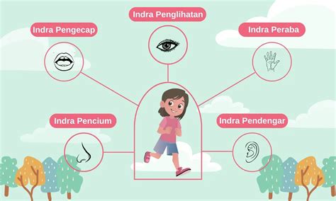 5 Panca Indera Manusia: Fungsi, Gangguan, dan Perkembangannya dari Anak ...