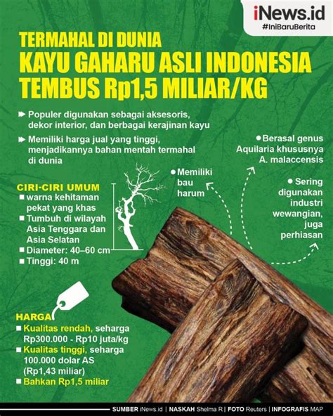 Infografis Termahal di Dunia, Kayu Gaharu Asli Indonesia Tembus Rp1,5 ...