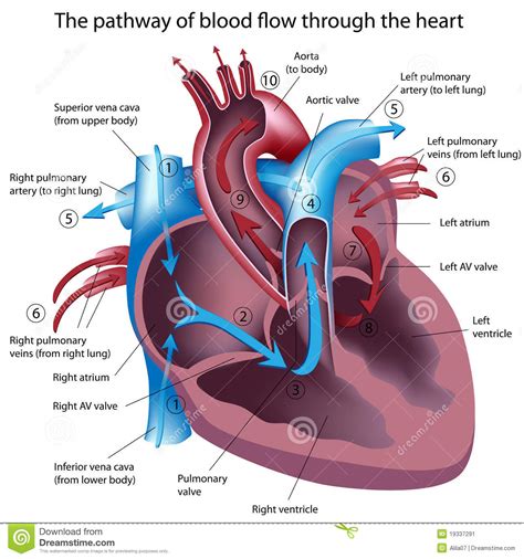 Which chamber of the heart receives deoxygenated blood from the body ...