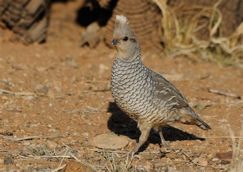 Arizona Quail Hunting Guides - Dave Brown Outfitters - Fly-Fishing and ...