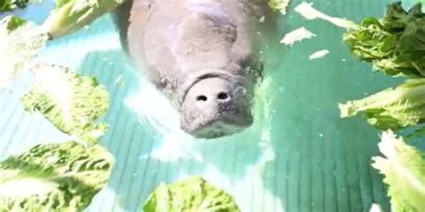 Florida manatee feeding program uses up 400,000 pounds of lettuce to ...