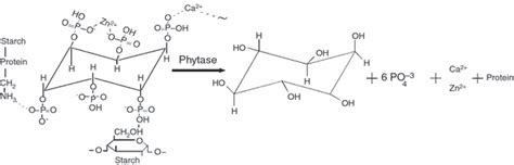 Phytases: crystal structures, protein engineering and potential ...