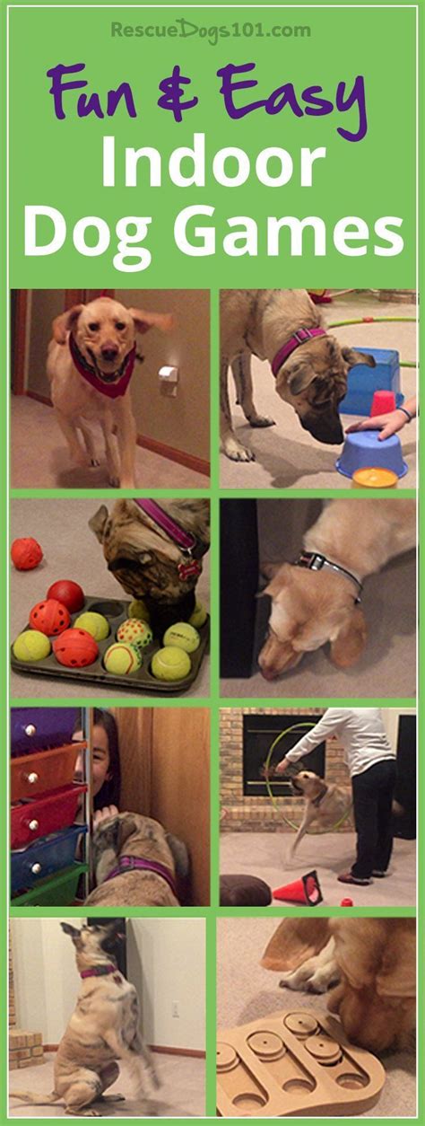 11 Fun and Easy Indoor Dog Games – Physical and mental exercise is so ...