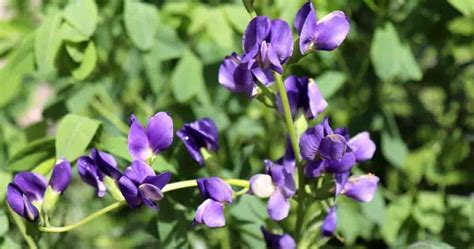 Blue Indigo Plant Care: Learn To Grow Baptisia Australis