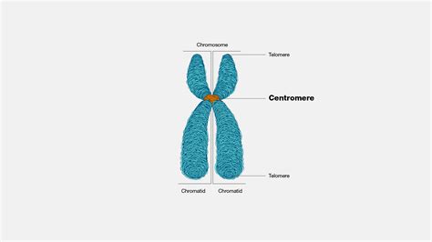 Centromere In Mitosis