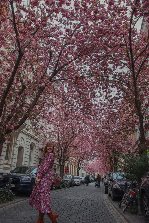 CHERRY BLOSSOMS IN BONN – The Twirling Traveler