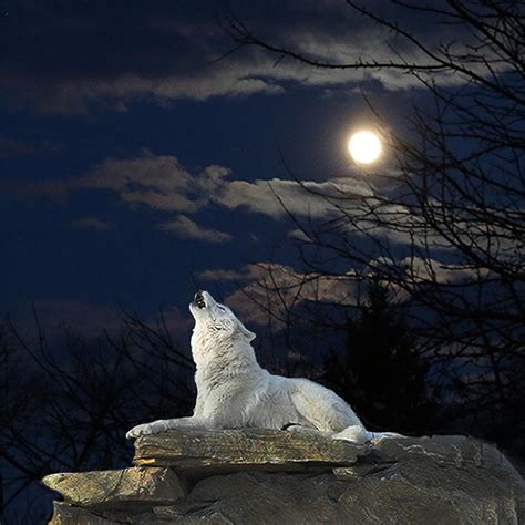 White Wolf Aesthetics. | Animals beautiful, Animals wild, White wolf