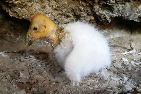 Condor Nest in Big Sur | Live Webcam View | California