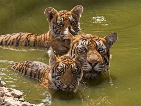 Baby Tigers Playing In Water