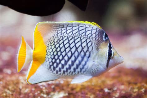 Pearlscale Butterflyfish Chaetodon Xanthurus Stock Photo - Image of ...