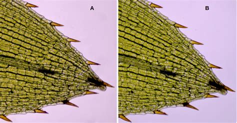 Praise for the humble Achromat | Microscopy of Nature