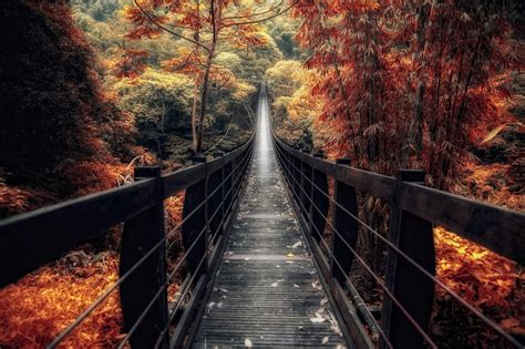 nature, Landscape, Bridge, Wooden Surface, Fall, Forest, Walkway, Path ...