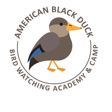 American Black Duck - Bird Watching Academy