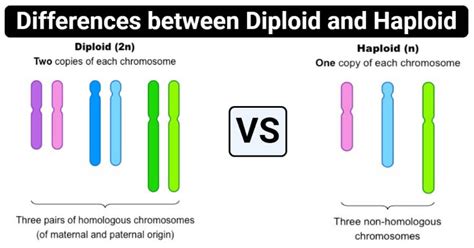 30 HD How To Find Diploid And Haploid Number - insectza