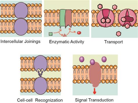 Membrane Protein Overview – Creative Biolabs Blog