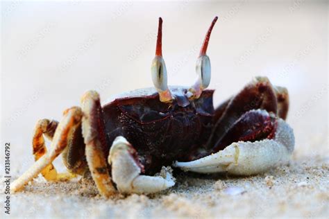 Horned ghost crab at Tok Bali Beach in Kelantan, Malaysia ; Ocypode ...