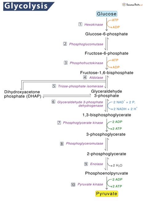 Glycolysis – Definition, Location, Steps, Functions, & Diagram