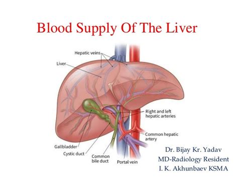 Blood supply of the liver