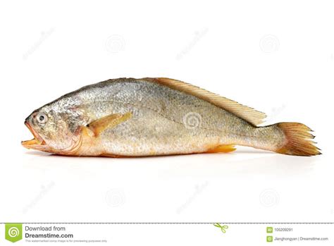 Yellow Croaker Fish stock image. Image of freshness - 105209291