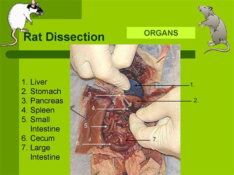 Male Rat Dissection Labeled