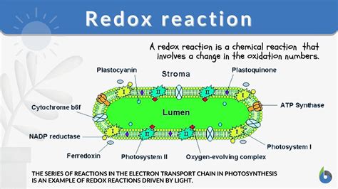 Redox reaction - Definition and Examples - Biology Online Dictionary