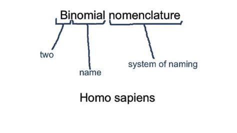 Binomial Nomenclature - Plant Taxonomy - Forestrypedia